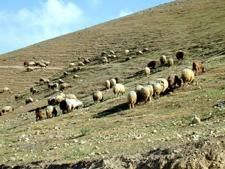 sheep pasture dry